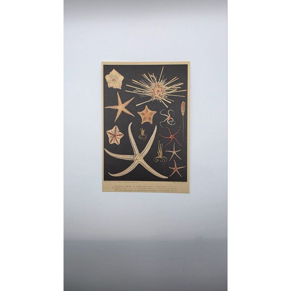 Albert I Monaco Echinoderm Starfish Sea Urchin Scientific Print 4x6